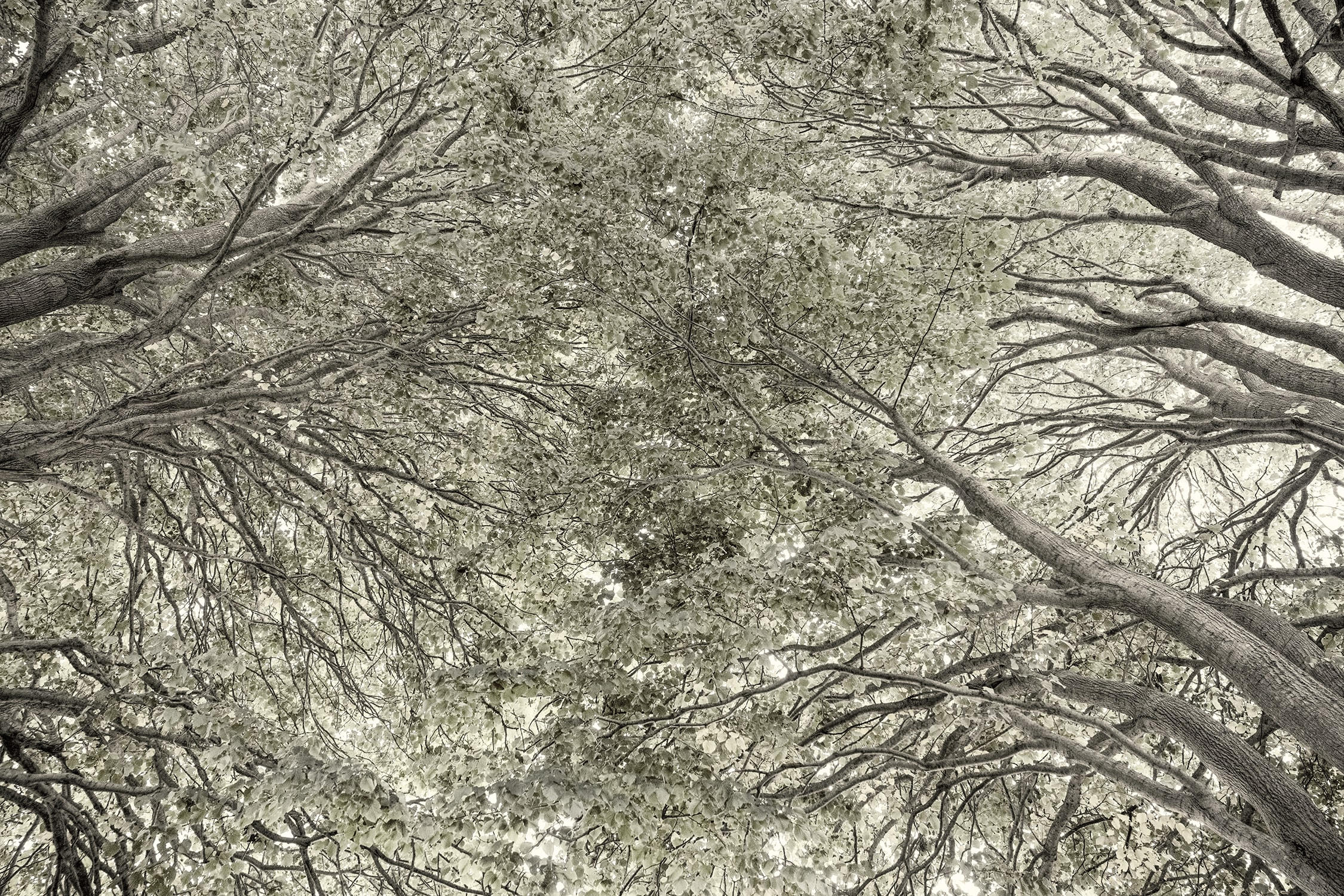 Three Lindens III, The End